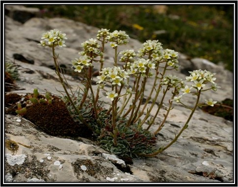 Saxifraga paniculata subsp. laestadii
