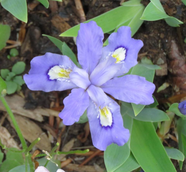 Iris cristata