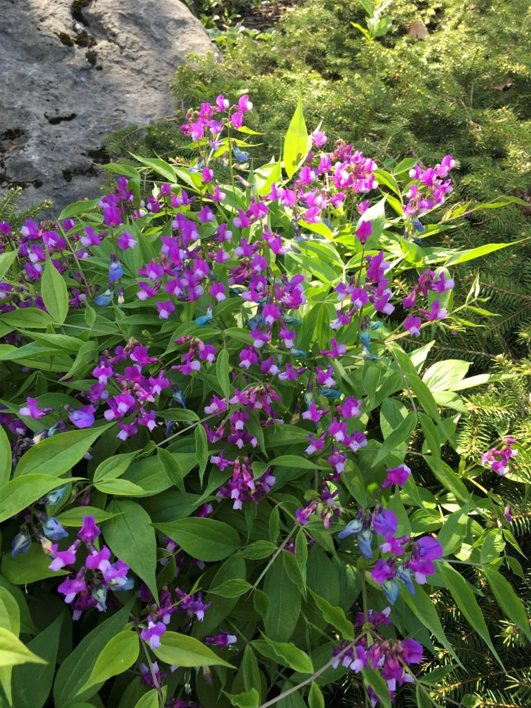Lathyrus vernus