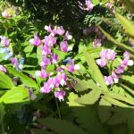 Lathyrus_vernus_2