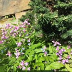 Lathyrus_vernus_3