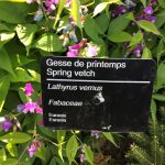 Lathyrus_vernus_4