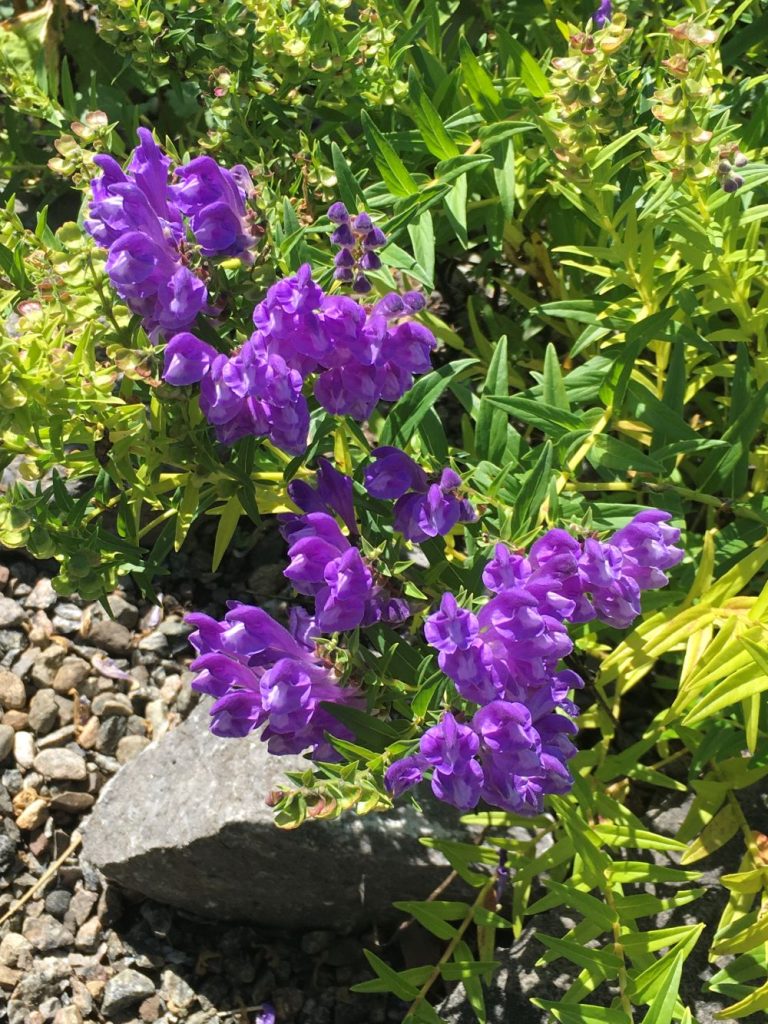 Scutellaria baicalensis