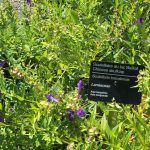 Scutellaria baicalensis 2