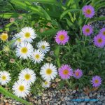 Aster alpinus