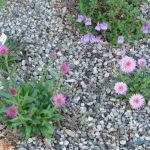 Aster alpinus 2 Marie