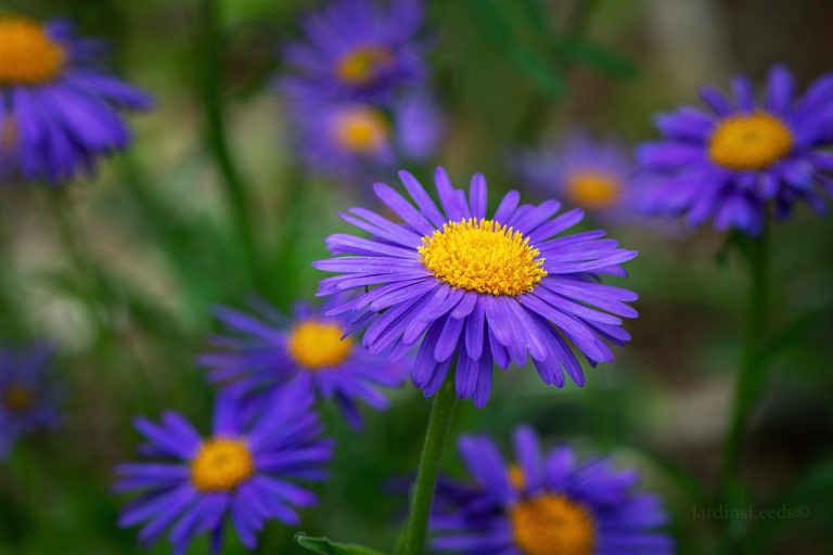 Aster Alpinus