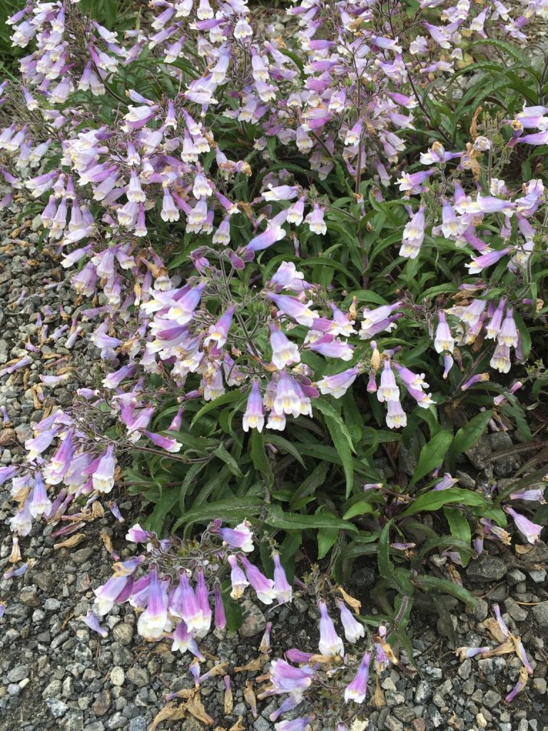 Penstemon hirsutus ‘Pygmaeus’