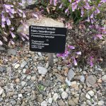 Penstemon hirsutus Pygmaeus 2