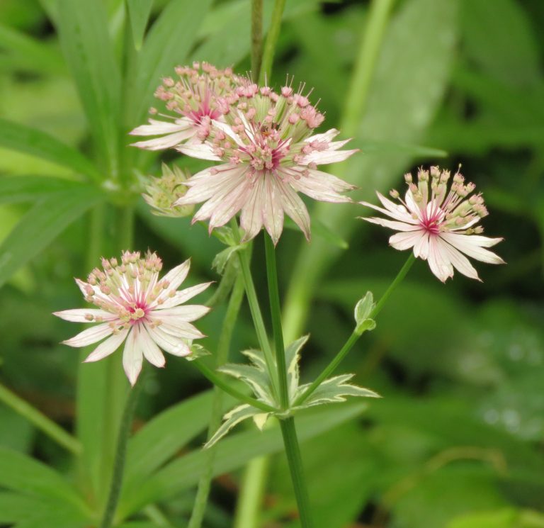 Astranta major
