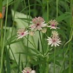 Astrantia 2