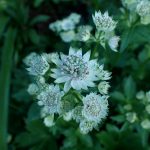 Astrantia major ‘Star of Billion’