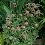 Astrantia major ‘Vanilla Gorilla’