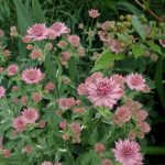 Astrantia major ‘Vanilla Gorilla’ fleur de proche