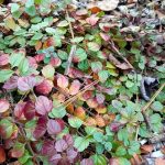 Veronica peduncularis ‘Whitewater’ de Billy en automne
