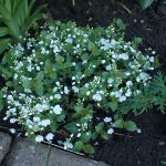 veronica peduncularis ‘Whitewater’ 2 de Cloo