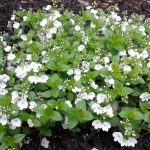 veronica peduncularis ‘Whitewater’ de Billy