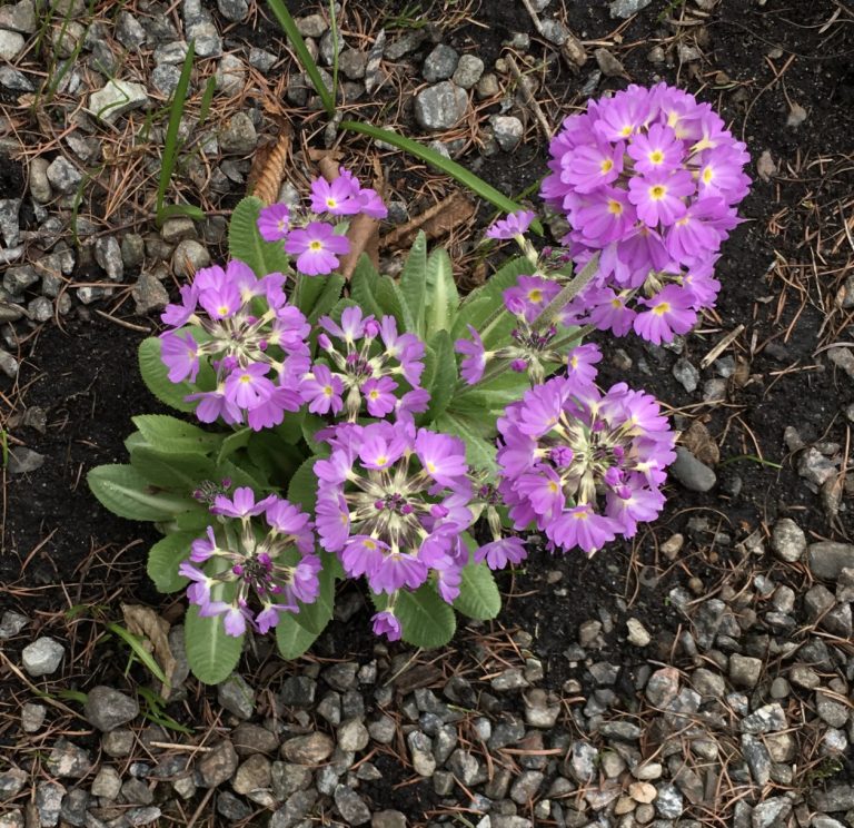 Primula pulverulenta