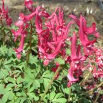 Corydalis solida 3