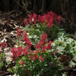 Corydalis solida 4