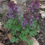 Corydalis solida 5