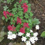 corydalis solida 2