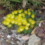 Delosperma 2