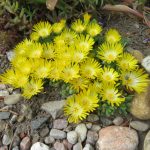 Delosperma 3