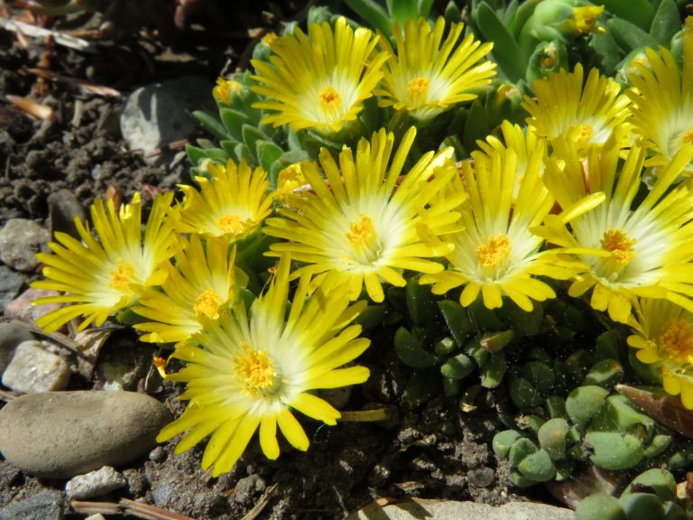 Delosperma congestum