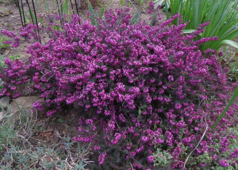 Erica Carnea