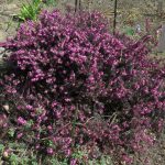 Erica Carnea 2