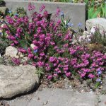 Erica Carnea 3