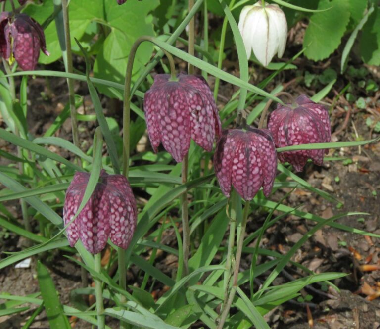 Fritillaria meleagris