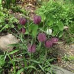 Fritillaria alpine 2