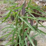 fritillaria alpine meleagris