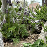 Pulsatilla pratensis ssp. nigricans Bersimis