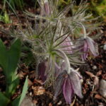 Pulsatilla pratensis ssp. nigricans Claudie