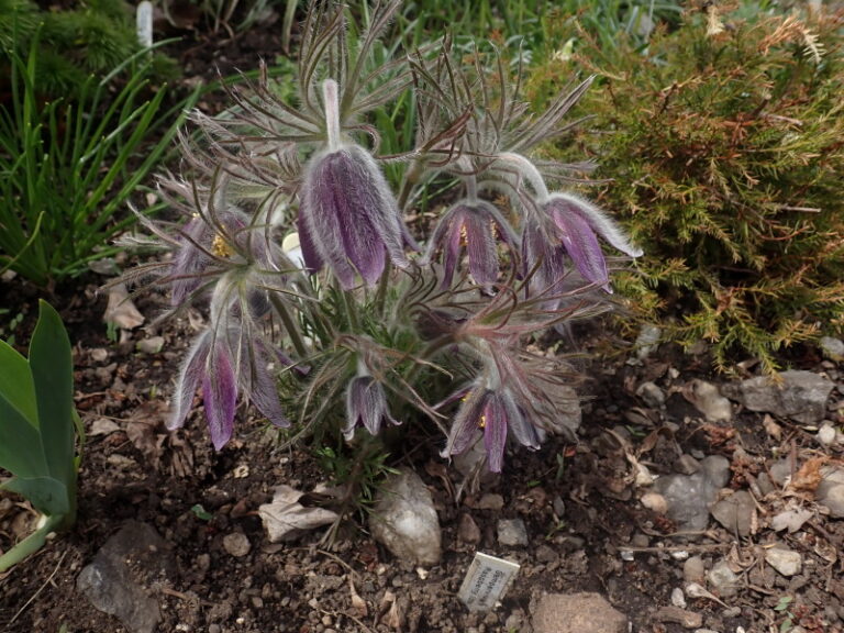 Pulsatilla pratensis ssp. nigricans