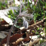 Pulsatilla pratensis ssp. nigricans Pierre 1
