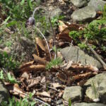 Pulsatilla pratensis ssp. nigricans Pierre